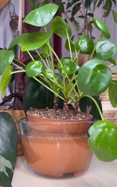 Bottom watering an indoor plant