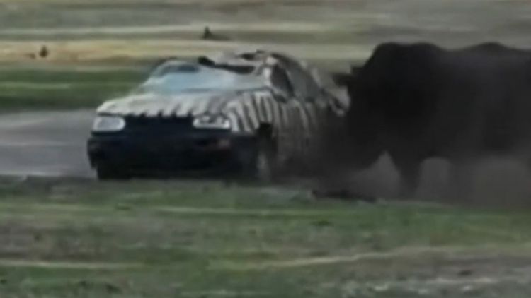 rhino attack safari car
