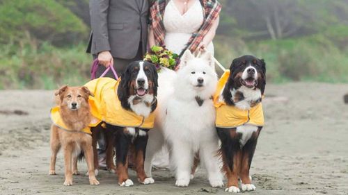 The dogs behaved for the couple on the wedding day. (Stephanie Steiner Photography)