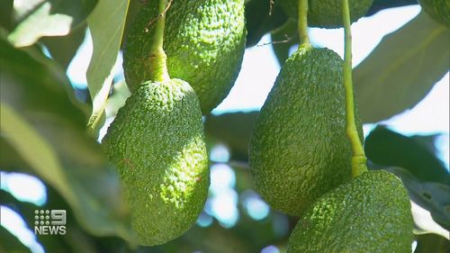 Avocado prices drop after surplus in Queensland.