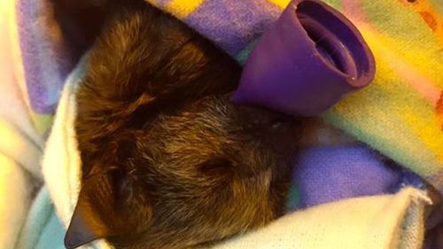 Sydney woman sews wraps for orphaned baby bats
