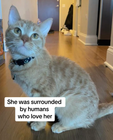 Cala, the singing cat behind the viral TikTok sound I Go Meow