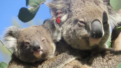 Ember and the joey were spotted by the person who rescued her.