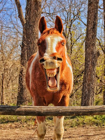 The Mighty Horse category winner: 'I said "Good Morning"'