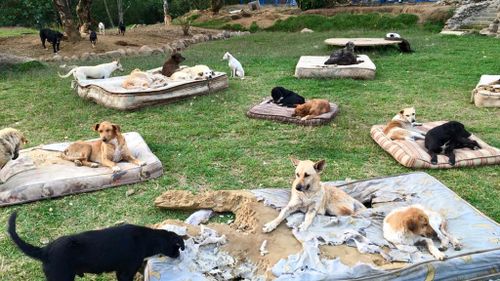 The dogs are provided with food, baths, water and beds by the volunteer-run program. (Facebook)