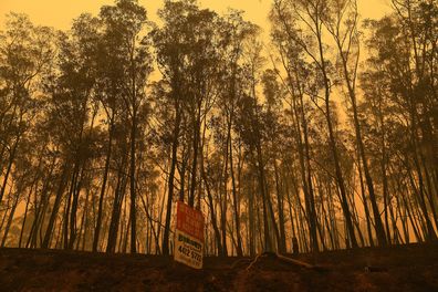 Destroyed or damaged trees on the Kings Highway that is closed due to hazardous conditions regarding the fire near Batemans Bay. 1st January, 2020. Photo: Kate Geraghty/SMH