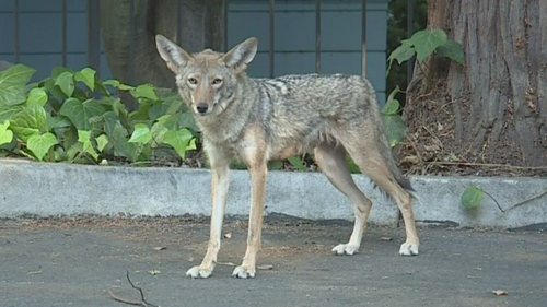 'Capitol coyotes' seen roaming around downtown Sacramento in the US