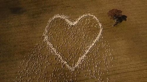 NSW sheep farmer created this touching tribute for his aunt after being unable to attend her funeral in Queensland.