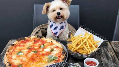 Dogs can be foodies too