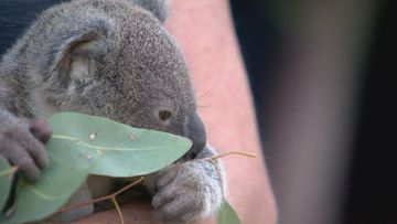 Iconic Queensland koala sanctuary to stop offering koala cuddles