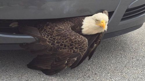 Bald eagle rescued from grille of driver’s car in North Carolina 