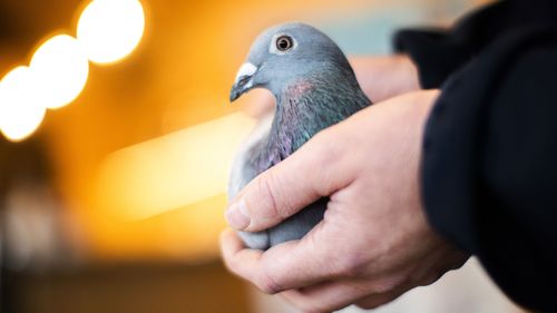 Belgian racing pigeon fetches record price of $2.6 million