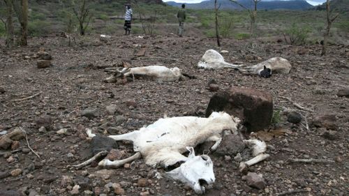 Millions of people in need of 'urgent aid' as Ethiopia faces new drought 