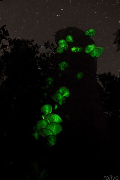Photographers reveal where they found glow in the dark mushrooms