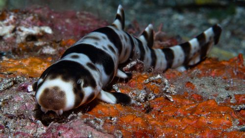 The leopard epaulette shark is a species of bamboo shark from the shallow ocean in the Milne Bay region of eastern Papua New Guinea.
