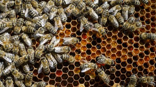 Russian-Ukrainian man suspected of being at centre of $1.3m bee heist