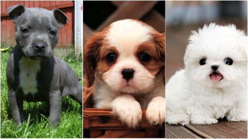 Some of the puppies falsely advertised online. (Victoria Police)