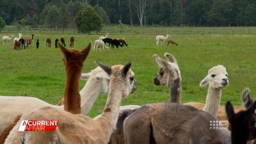 Owners of an alpaca farm in NSW claim they&#x27;ve been targeted by an online stalker.  