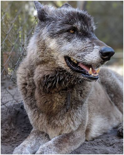 Yuki was recently diagnosed with terminal blood cancer, however he is still lively and energetic with the volunteers at Shy Wolf Sanctuary in Florida.