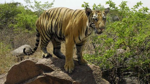 Tiger snatches woman in front of husband