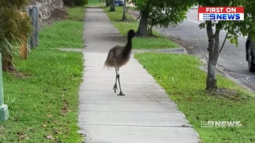 Emu