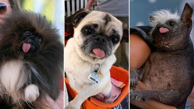 World&#x27;s ugliest dog