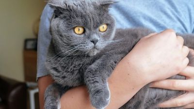 Top names for female cats
