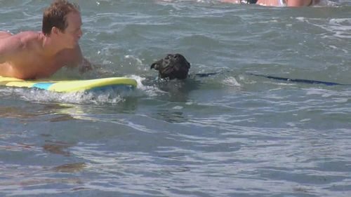 A surfer attempts to help Judy's pet dog to shore.