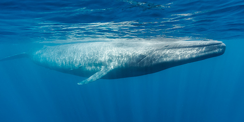 Why scientists need your help to spot blue whales off Australia's east coast