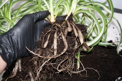 Separation of chlorophytum roots. Transplanting a plant into a new pot. 