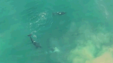 Orcas killing great white