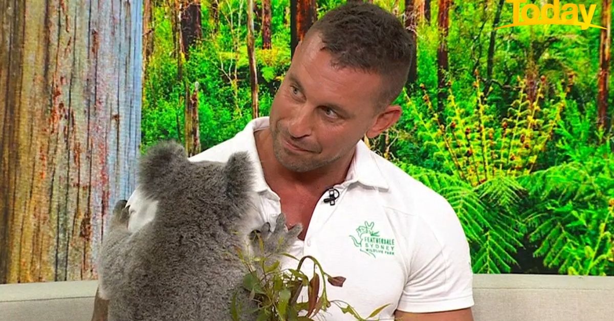 How you can help Australian endangered species this 'Save The Koala Day'