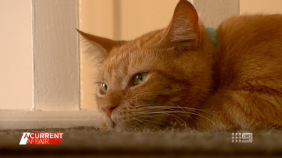 Thief takes everything but the cat in Facebook home burglary