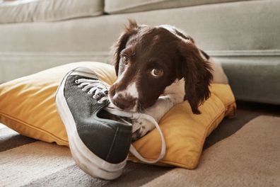 Cheeky puppy chewing on shoe. Cheeky dog. Naughty dog. Naughty puppy.