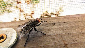 A man has destroyed part of his home while trying to swat a fly.