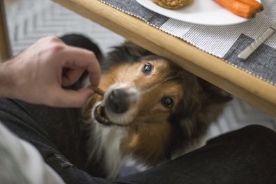 Man feeding his dog under the table