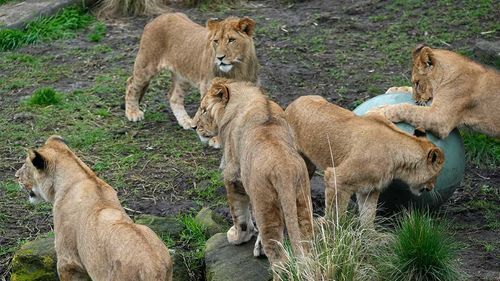 Five lions spent ten minutes out of their enclosure at Taronga Zoo.