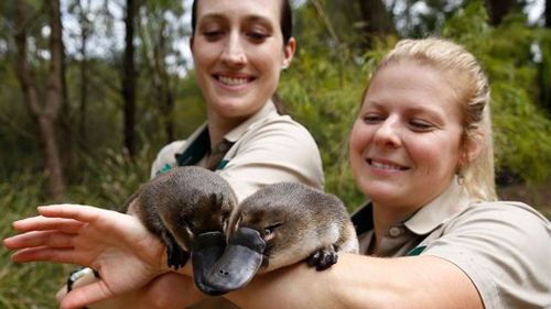 The platypus are getting to know their knew home. (Twitter/ Zoos Victoria)