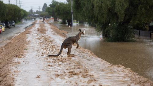 Un kangourou détrempé à la recherche de hauteur traverse le mur de la digue à Echuca.