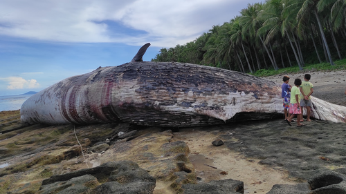 Disposing of the sperm whale's carcass is the next challenge faced by the Department of Environment and Natural Resources (DENR).