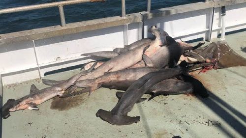 Great hammerhead sharks which are critically endangered were caught and killed in NSW shark nets this year.