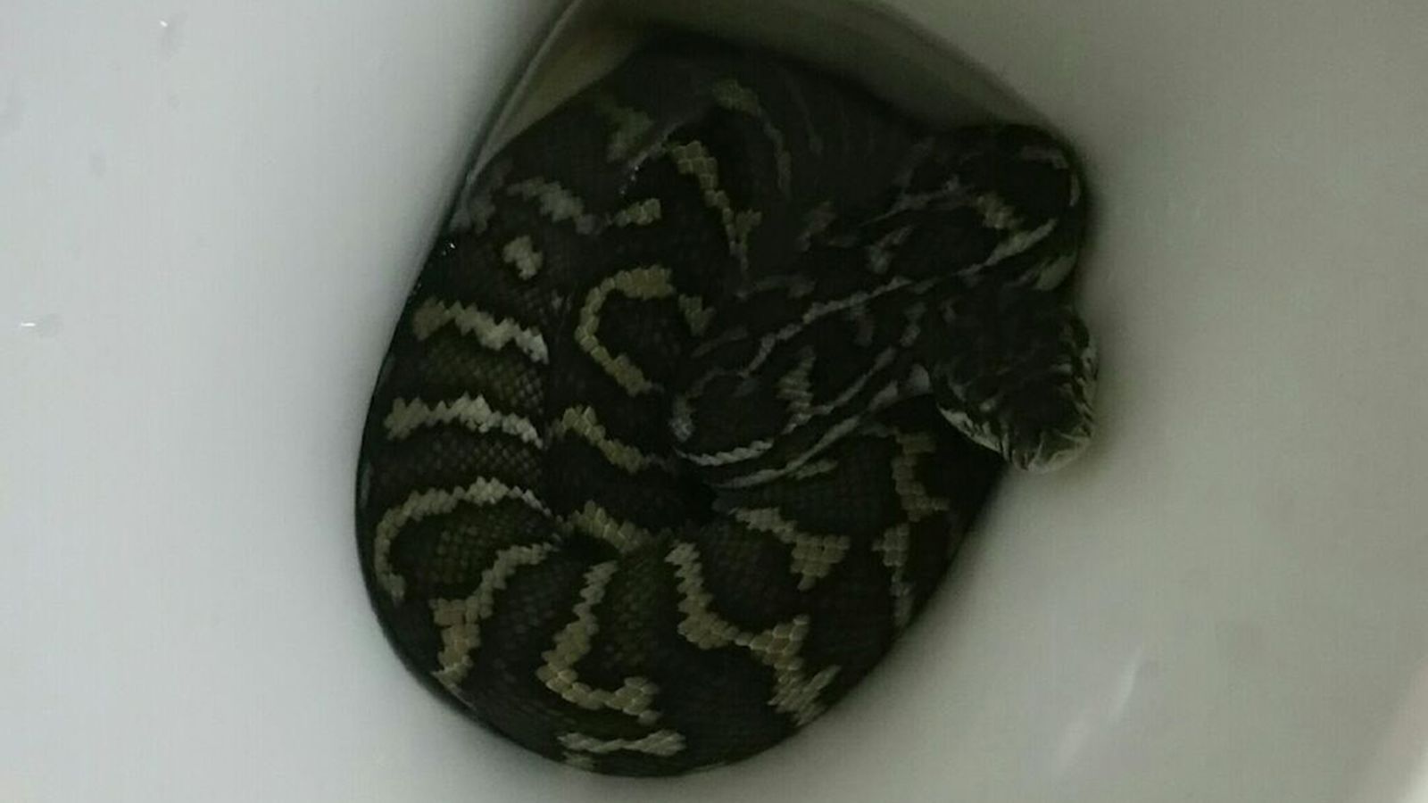 I m snake. Питон в туалете в Австралии. Спящие змеи.