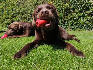 dog playing with a Kong toy