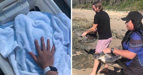 These two green sea turtles were released back into the wild after recovering from buoyancy issues. 