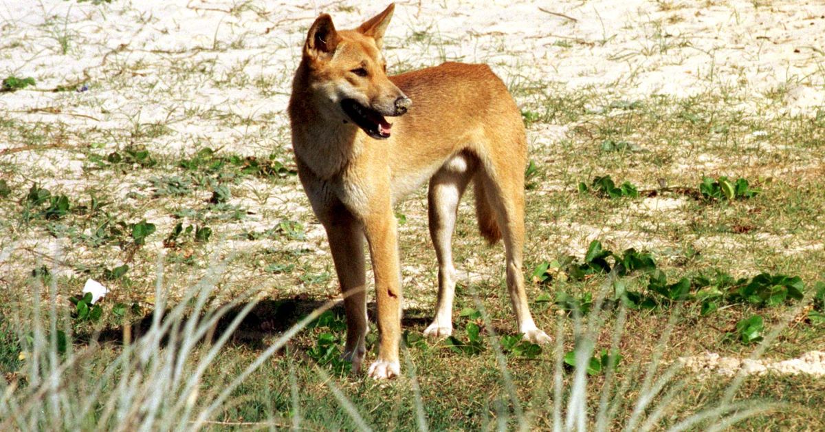 Why farmers fear cross-border dingo ‘explosion’