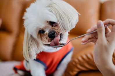 Dog eating from a spoon iStock photo