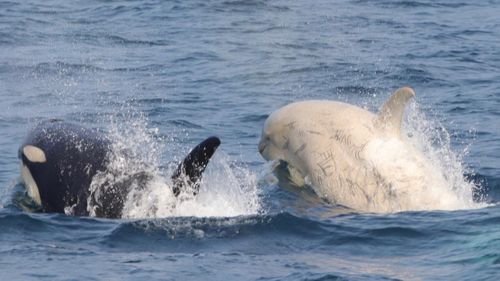 Gojiraiwa Kanko Whale Watching in Japan spotted a rare white orca whale.