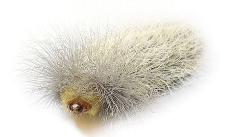 Asp caterpillar venom could deliver lifesaving drugs. University of Queensland research.