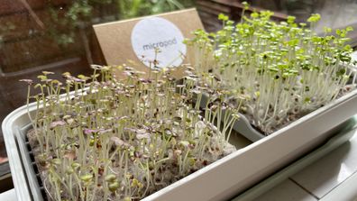 Micropod growing microgreens on the windowsill