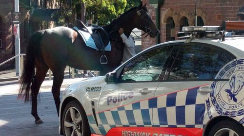 Rogue horse bolts through Sydney CBD on Cup day